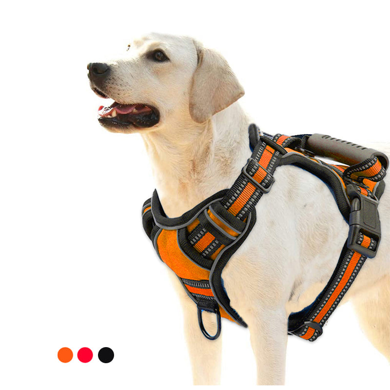 Labrador com peitoral anti-puxão laranja