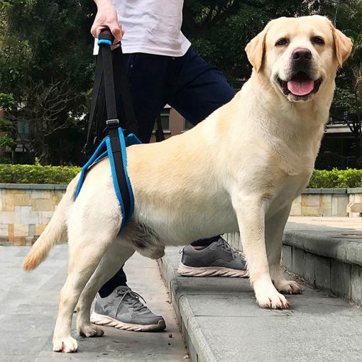 Arnês de Apoio para Passeio